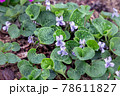Blooming marsh violet. Plants of Karelia. Russia 78611827