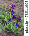 Blooming irises. Growing perennial bulbous flowers 78611906