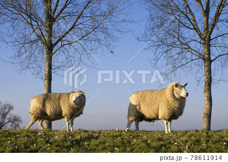Sheep standing on a dike with trees near Dordrecht 78611914
