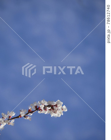 A blooming branch against the blue sky. Delicate white apricot flowers. Azure blue sky with blurred white clouds. Empty space for creativity and text. A blooming branch against the blue sky. Delicate white apricot flowers. Azure blue sky with blurred white clouds. Empty space for creativity and text. 78612740