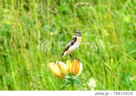 ユリに留まるノビタキ ユリに留まるノビタキ 78613019