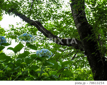 アジサイ（紫陽花）・6月 78613254