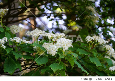 小紫陽花 柴紫陽花 78613283