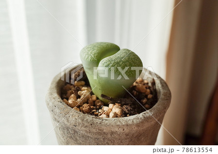 リトープスの鉢植え リトープスの鉢植え 78613554