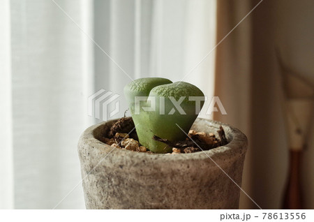 リトープスの鉢植え リトープスの鉢植え 78613556