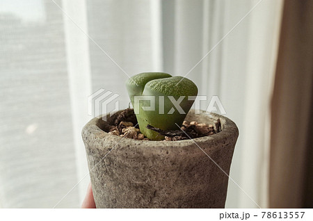 リトープスの鉢植え 78613557