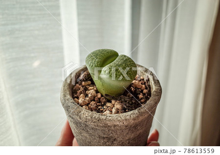 リトープスの鉢植え リトープスの鉢植え 78613559