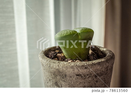 リトープスの鉢植え リトープスの鉢植え 78613560