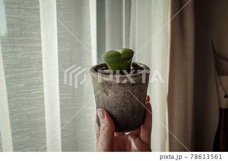 リトープスの鉢植え 78613561
