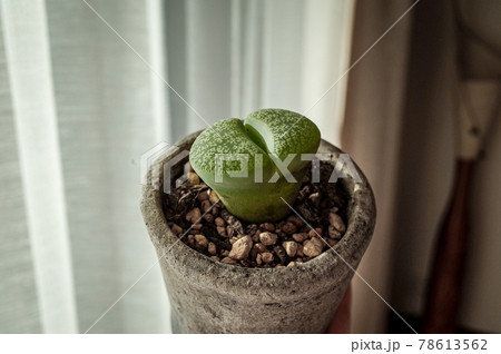 リトープスの鉢植え 78613562