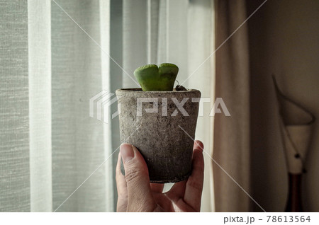 リトープスの鉢植え リトープスの鉢植え 78613564