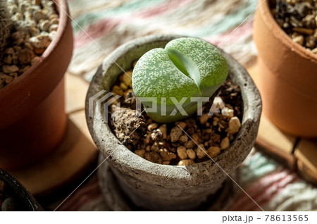 リトープスの鉢植え 78613565