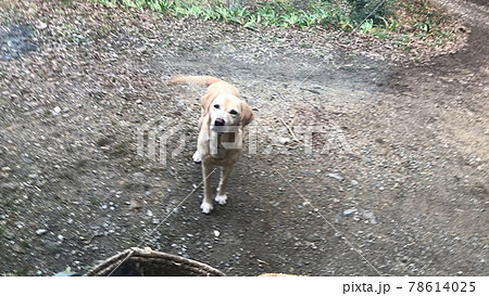 飼い主を見上げるかわいい犬のラブラドールの写真素材
