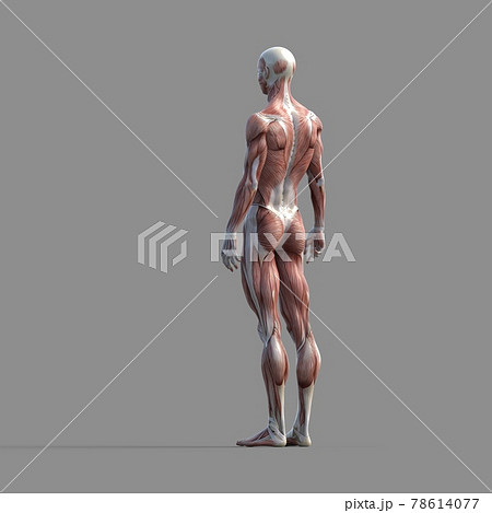 筋肉標本 男性 全身 斜め後ろ Perming3dcgイラスト素材のイラスト素材