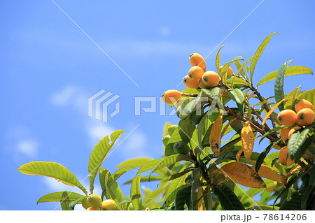 ビワの実 ビワの実 78614206