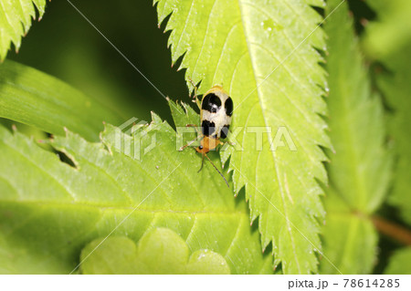 ヨツボシハムシ 78614285