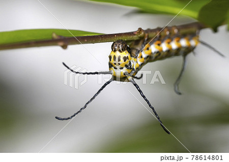 イボタガの幼虫 78614801