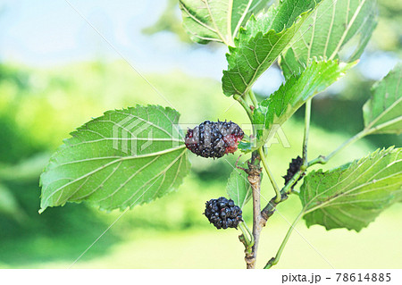 クワの実 クワの実 78614885