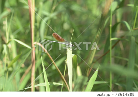 カワトンボ　鎌倉　台峯緑地　 78614889
