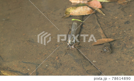 カワトンボ　鎌倉　台峯緑地　 78614890