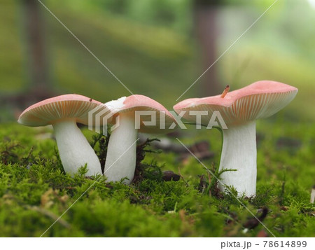 ドクベニタケ 78614899