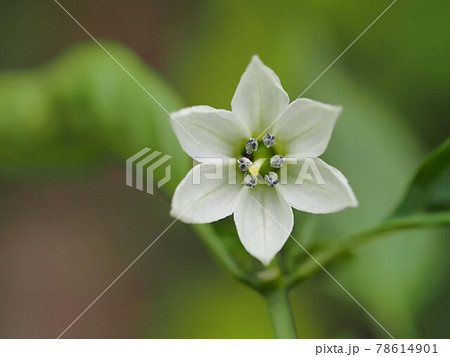 ピーマンの花のアップの写真素材