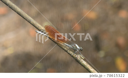 カワトンボ　鎌倉　台峯緑地　 78615322