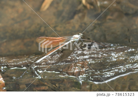 カワトンボ 鎌倉 台峯緑地 カワトンボ 鎌倉 台峯緑地 78615323