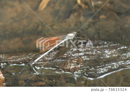 カワトンボ 鎌倉 台峯緑地 カワトンボ 鎌倉 台峯緑地 78615324