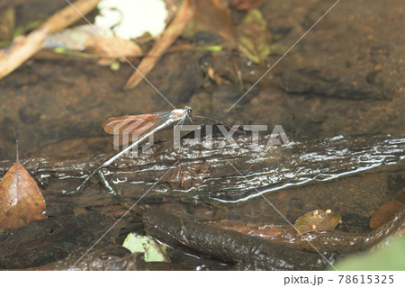 カワトンボ　鎌倉　台峯緑地　 78615325