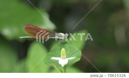 カワトンボ 鎌倉 台峯緑地 カワトンボ 鎌倉 台峯緑地 78615326