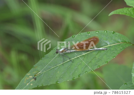 カワトンボ　鎌倉　台峯緑地　 78615327