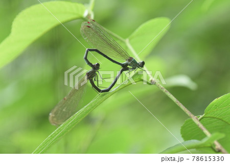 カワトンボ 鎌倉 台峯緑地 カワトンボ 鎌倉 台峯緑地 78615330