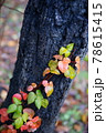 黒光りする幹を這う、色づいたツル植物 78615415