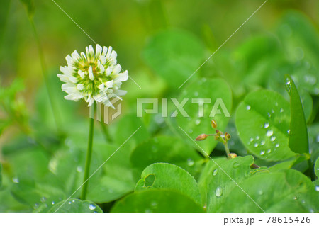 シロツメクサ 78615426
