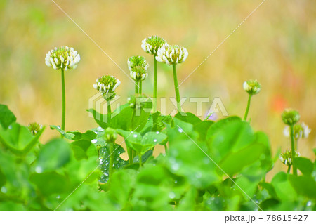 シロツメクサ 78615427