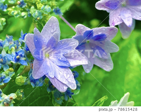 雨に打たれ時を過ごす紫陽花 78615428