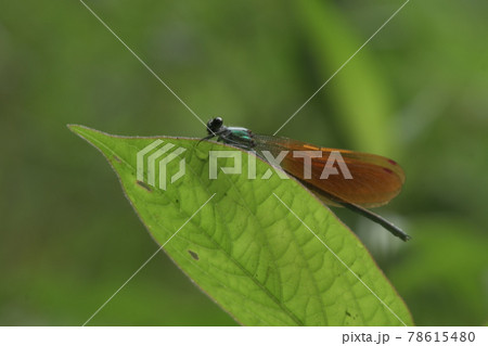 カワトンボ　鎌倉　台峯緑地　 78615480