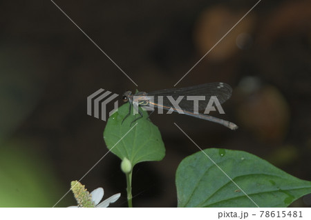 カワトンボ　鎌倉　台峯緑地　 78615481