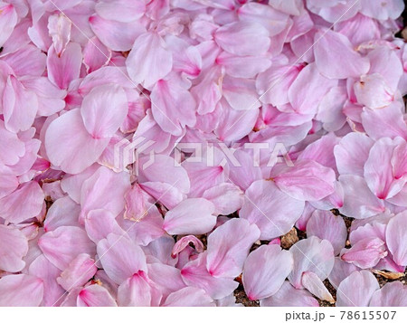 落下した桜の花びらのアップ 78615507
