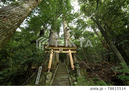 継桜王子　野中の一方杉　【和歌山県田辺市中辺路町】 78615514