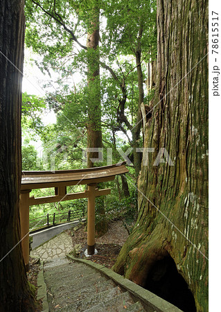 継桜王子 野中の一方杉 継桜王子 野中の一方杉 78615517