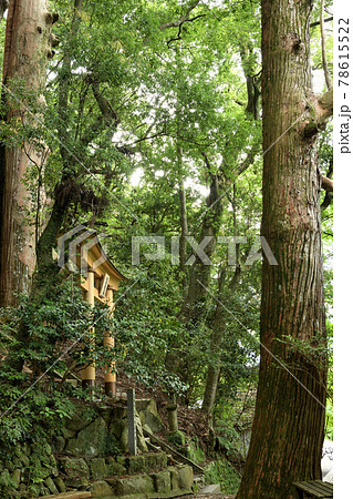 継桜王子　野中の一方杉 78615522