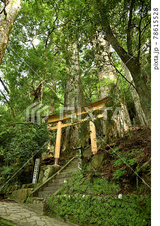 継桜王子　野中の一方杉 78615528