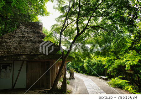 継桜王子 野中の一方杉の「とがの木」休憩舎 継桜王子 野中の一方杉の「とがの木」休憩舎 78615634
