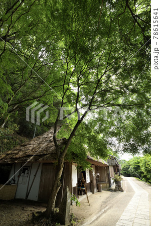 継桜王子　野中の一方杉の「とがの木」休憩舎 78615641