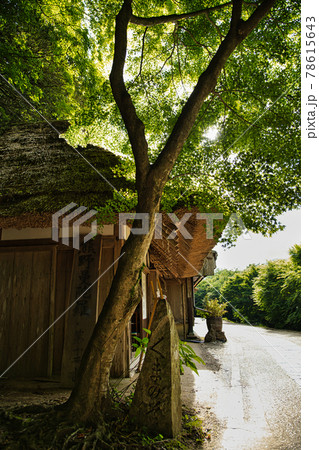 継桜王子　野中の一方杉の「とがの木」休憩舎 78615643