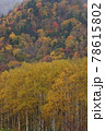 霧まく紅葉の白樺林と広葉樹の森 78615802