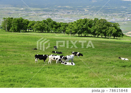初夏の北海道七飯町城岱牧場で牛がまどろんでいる風景を撮影 初夏の北海道七飯町城岱牧場で牛がまどろんでいる風景を撮影 78615848