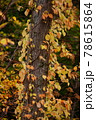 らせん状に絡まる紅葉のツル植物 78615864